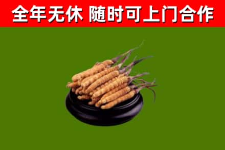 高昌区烟酒回收冬虫夏草.jpg